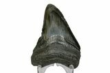 Serrated, Fossil Megalodon Tooth - South Carolina #169206-1